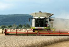 A combine of grain being harvested in a field