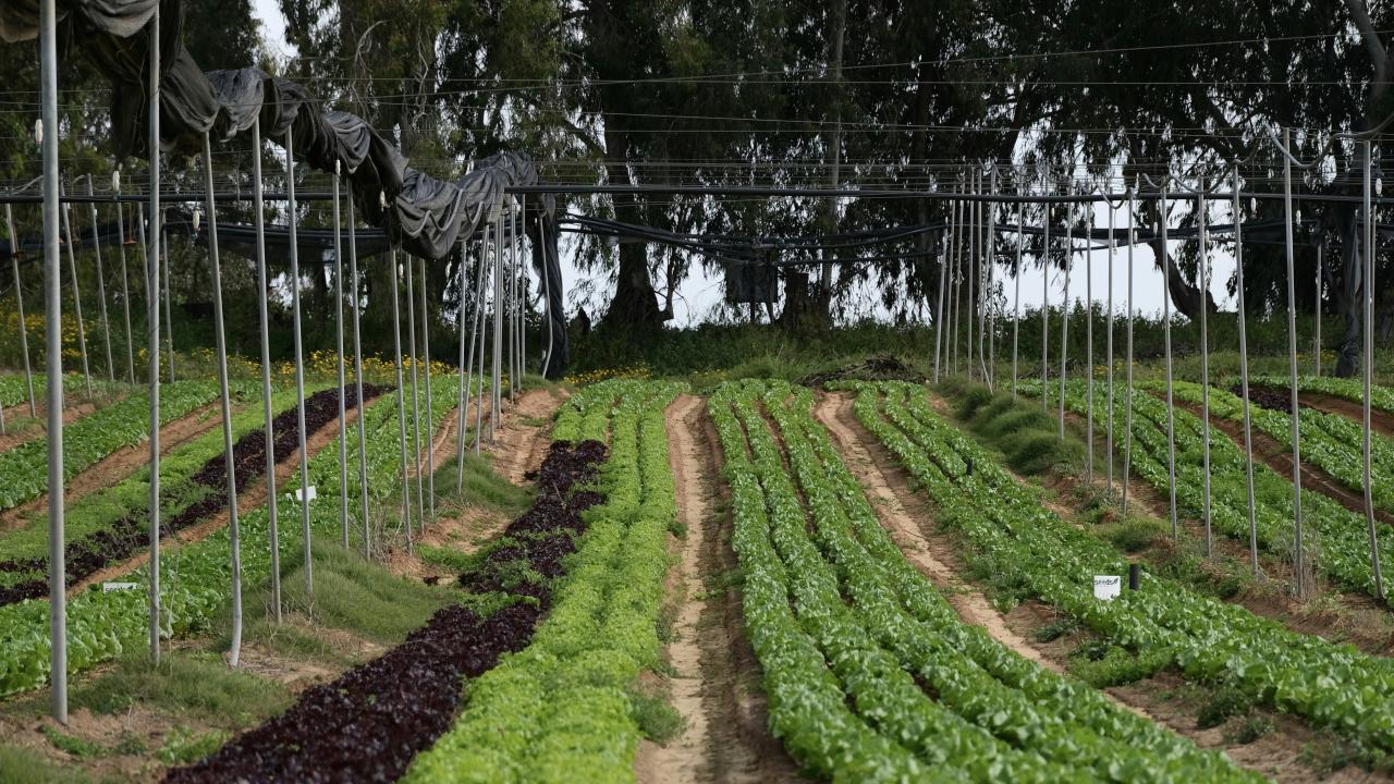 rows of plants in a greenhouse