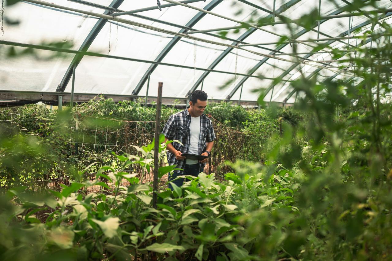 Man tending plants inside a greenhouse