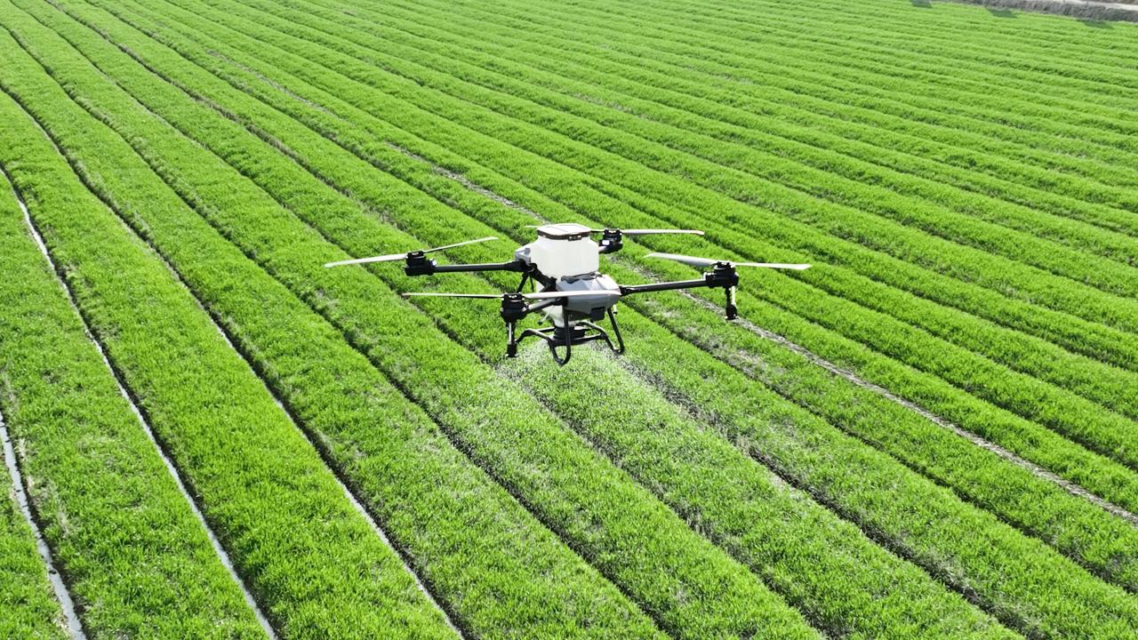 A drone spraying a green field of crops in rows