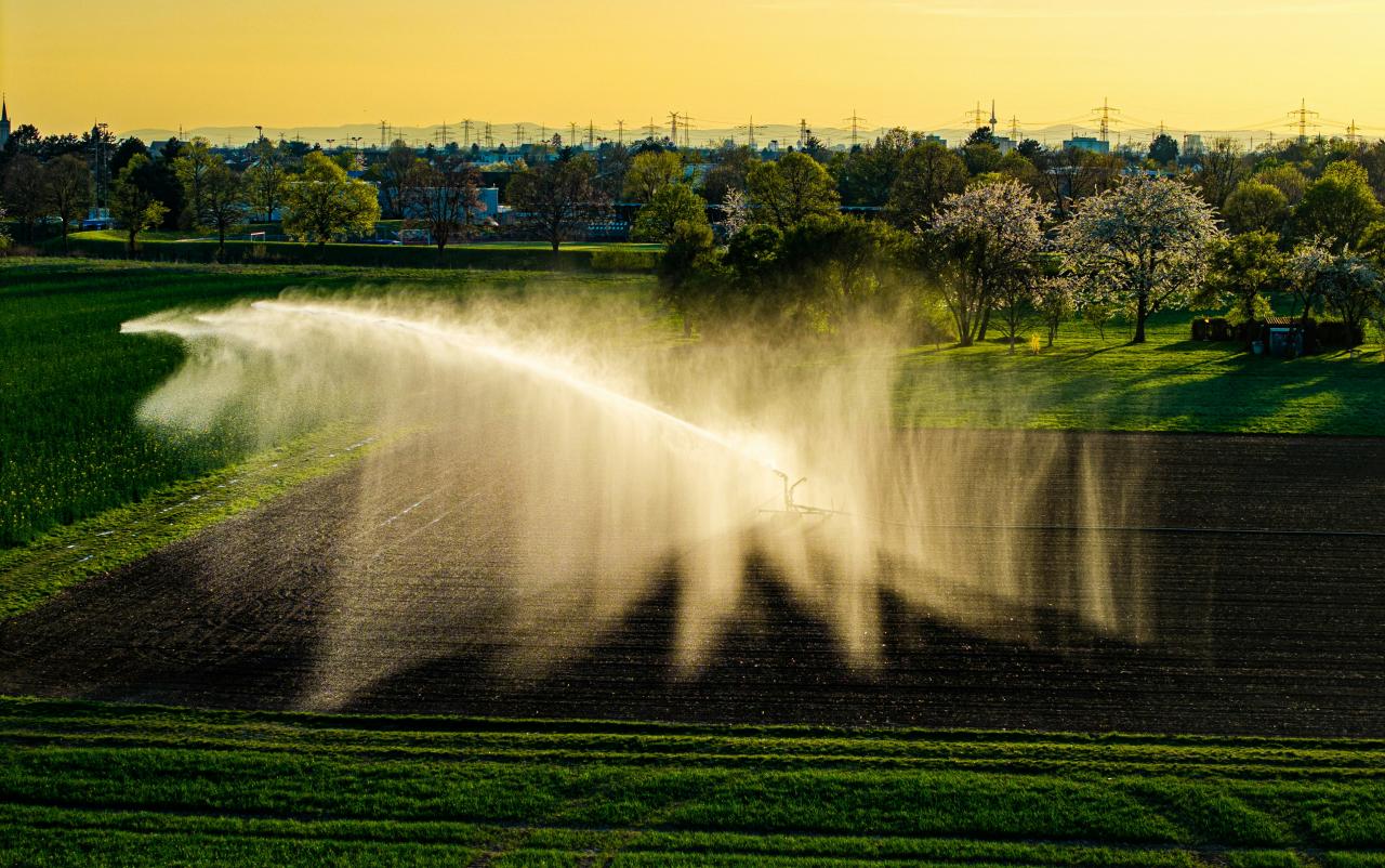 A field is being irrigated with sprinklers